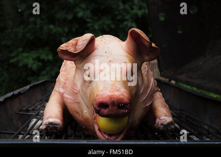 looking straight at a pigs snout with an apple in the mouth ready to be grilled Stock Photo