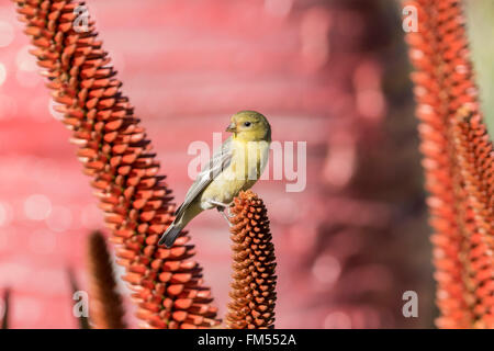 Little yellow brid - Spinus spinus sitting on a red flower, California Stock Photo