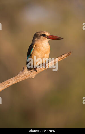 Brown-hooded kingfisher (Halcyon albiventris), Zimanga private game reserve, KwaZulu-Natal, South Africa Stock Photo