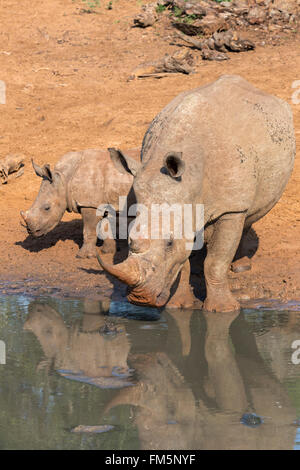 White rhino (Ceratotherium simum) with calf, KwaZulu Natal, South Africa Stock Photo