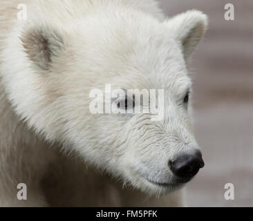 young polar bear portrait Stock Photo