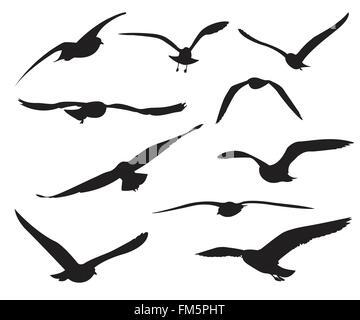 Seagull Set Silhouettes on the white background Stock Vector