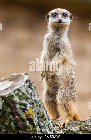 meerkat stands on wood and looks to the camera Stock Photo