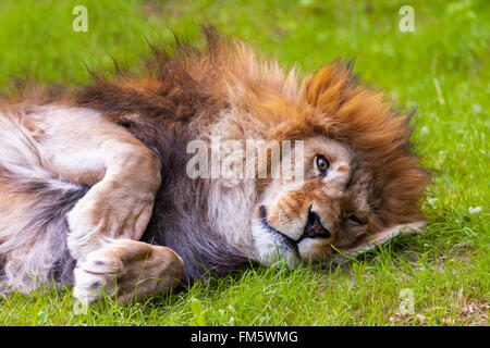 lion lies on grass and looks in the camera Stock Photo