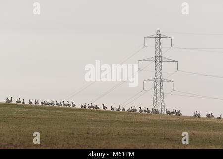 Craighat, Stirlingshire, Scotland, UK. 11th March 2016. UK weather: a dull overcast and slightly misty start to the day in Craighat, Stirlingshire as wild Pink-footed geese gather in grassy field beneath pylons.  Pink-footed geese over winter in Scotland from Iceland between September and April. Credit:  Kay Roxby/Alamy Live News Stock Photo