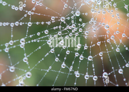 Dew covered cobwebs cover gorse bushes in heavy fog on the Blorenge reserve in the Brecon Beacons. November Stock Photo