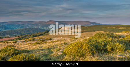 Evening view over the Black Mountains from Llangynidr with flowering gorse in the foreground. Brecon Beacons, September Stock Photo