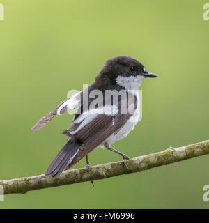 This pied flycatcher {Ficedula hypoleuca} was resting on a willow tree, between catching mayflies over the Usk river in the Brec Stock Photo