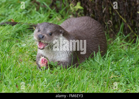 Otter {Lutra lutra} at British wildlife centre, feeding on chicken leg. The animal appears to be smiling. UK, November