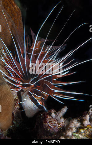 Clearfin Lionfish {Pterois radiata} in Sanganeb, Sudan Stock Photo