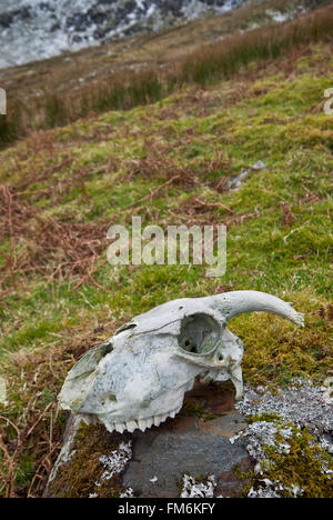 Sheep skull on a rock on a Cumbrian Fell in winter Stock Photo