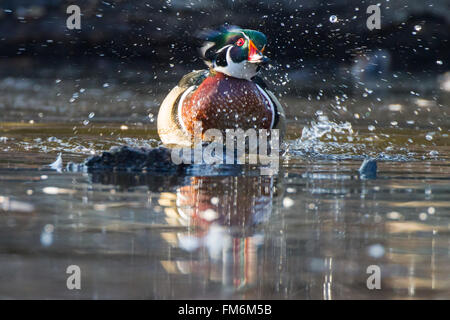 wood duck shaking off water Stock Photo