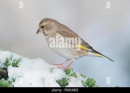 Female greenfinch on a snowy cedar branch. Stock Photo