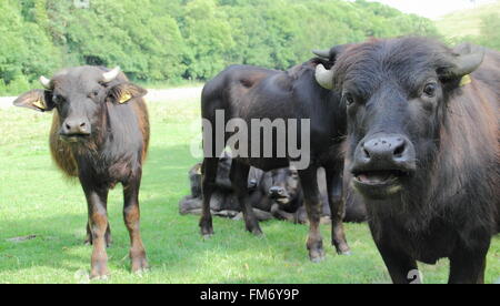 A herd of ater buffalo grazing in the Peak District National Park, Derbyshire, England UK Stock Photo
