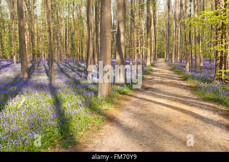 path in forest with bluebells, Hallerbos, Belgium Stock Photo