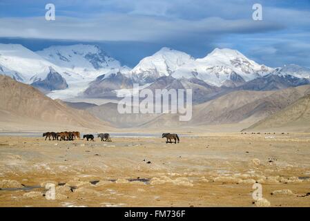 China, Xinjiang Uyghur Autonomous Region, horses near Karakul lake (3600m) in winter Stock Photo