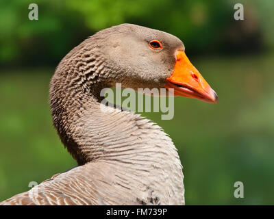 Domestic greylag goose head profile close-up Stock Photo
