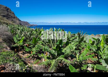 Spain, Canary Islands, La Palma island declared a Biosphere Reserve by UNESCO, north coast, banana plantation in La Fajana de Franceses village Stock Photo