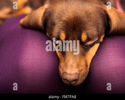 Animals at home. Dachshund chihuahua and shih tzu mixed dog relaxing on human legs indoor