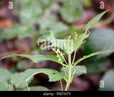 Annual mercury (Mercurialis annua). Annual plant in the family Euphorbiaceae, in flower Stock Photo