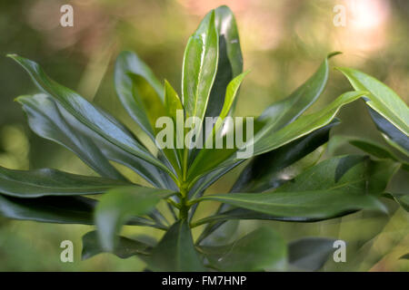 Spurge laurel (Daphne laureola). Whorl of foliage of this evergreen shrub in the family Thymelaeaceae, growing in a British wood Stock Photo