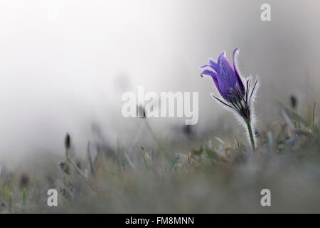 Common Pasque Flower / Kuechenschelle ( Pulsatilla vulgaris ), purplish blooming vernal flower, grows on low nutrient grassland. Stock Photo