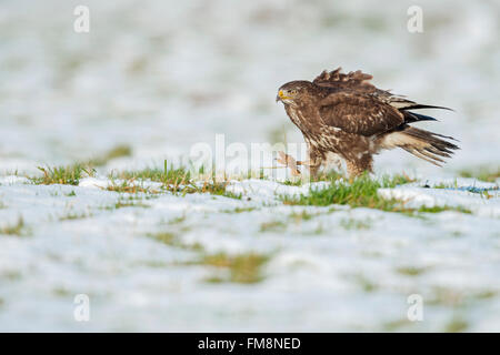 Common Buzzard / Maeusebussard ( Buteo buteo ) walking over snow covered grassland, searching for earthworms, looks funny. Stock Photo