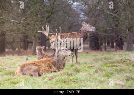 Wild red deer (Cervus elaphus) males or stags with impressive antlers in grass and meadow, Richmond, Surrey Stock Photo