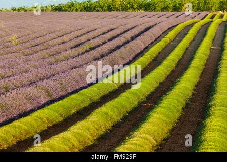 France, Alpes de Haute Provence, regional natural reserve of Verdon, plateau of Valensole, harvest of lavender in July Stock Photo