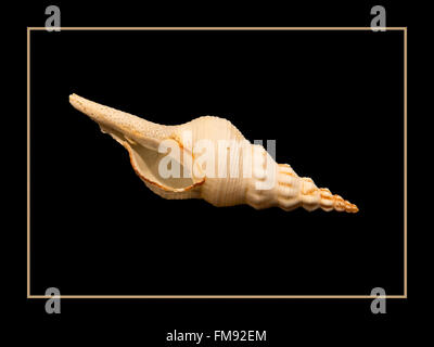 Conch 3 Stock Photo