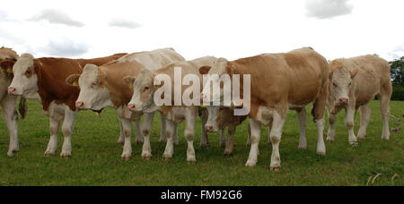 Herd of brown and white cows in green field Stock Photo