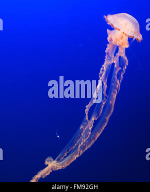 Jellyfish in aquarium Monterey Bay California Stock Photo