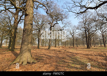 Richmond Park, London, UK. 11th March 2016. Mature oak trees in Richmond Park, the Royal Deer Park in west London. © Julia Gavin UK/Alamy Live News Credit:  Julia Gavin UK/Alamy Live News Stock Photo