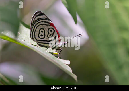 butterfly  diaethria also called 88, in the Iguazu National Park between Argentina and Brazil Stock Photo