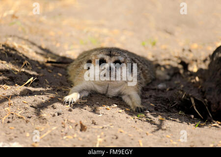 Suricate, resting in shadow, Little Karoo, Western Cape, South Africa, Africa / (Suricata suricatta) Stock Photo