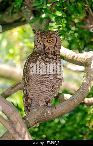 Spotted Eagle Owl, adult on tree, Western Cape, South Africa, Africa / (Bubo africanus) Stock Photo