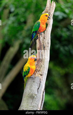 Jendaya Parakeet and Sun Conure Brazil South America / (Aratinga auricapilla jandaya) (Aratinga auricapilla solstitialis) Stock Photo