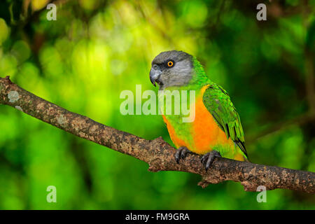 Senegal Parrot, Africa / (Poicephalus senegalus) Stock Photo