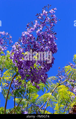 Jacaranda Tree, blooming, Western Cape, South Africa, Africa / (Jacaranda mimosifolia) Stock Photo