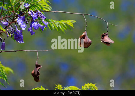 Jacaranda Tree, Jacaranda Tree, blooming with seed head, Western Cape, South Africa / (Jacaranda mimosifolia) Stock Photo