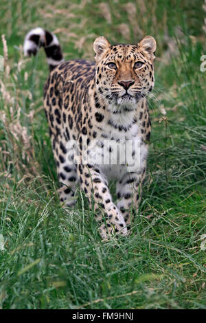 Amur leopard, adult stalking, Asia / (Panthera pardus orientalis) Stock Photo