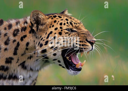 Amur leopard, Asia / (Panthera pardus orientalis) Stock Photo