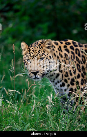 Amur leopard, Asia / (Panthera pardus orientalis) Stock Photo