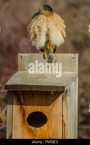 Wildlife, Mature Male Cooper's Hawk perched on on a Wood Duck Nest Box in the outdoors. USA Stock Photo