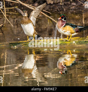 Wildlife, Male Wood Ducks perched on a log. Reflecting in marsh pond. USA Stock Photo