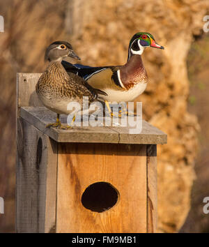 Wildlife, Male & Female Wood Ducks perched on a Wood Duck Nest Box, USA Stock Photo
