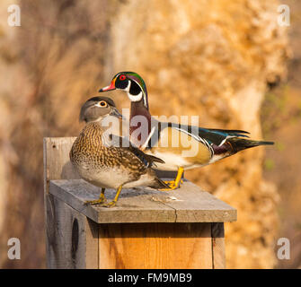 Wildlife, Male & Female Wood Ducks. perched on a Wood Duck Nest Box, USA Stock Photo