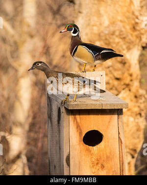 Wildlife, Male & Female Wood Ducks. perched on a  Wood Duck Nest Box, USA Stock Photo