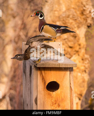 Wildlife, Male & Female Wood Ducks. perched on a  Wood Duck Nest Box, USA Stock Photo