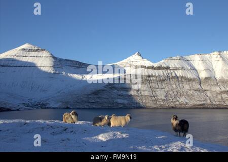 Wildlife in the Faroe Islnads in the north Atlantic Stock Photo